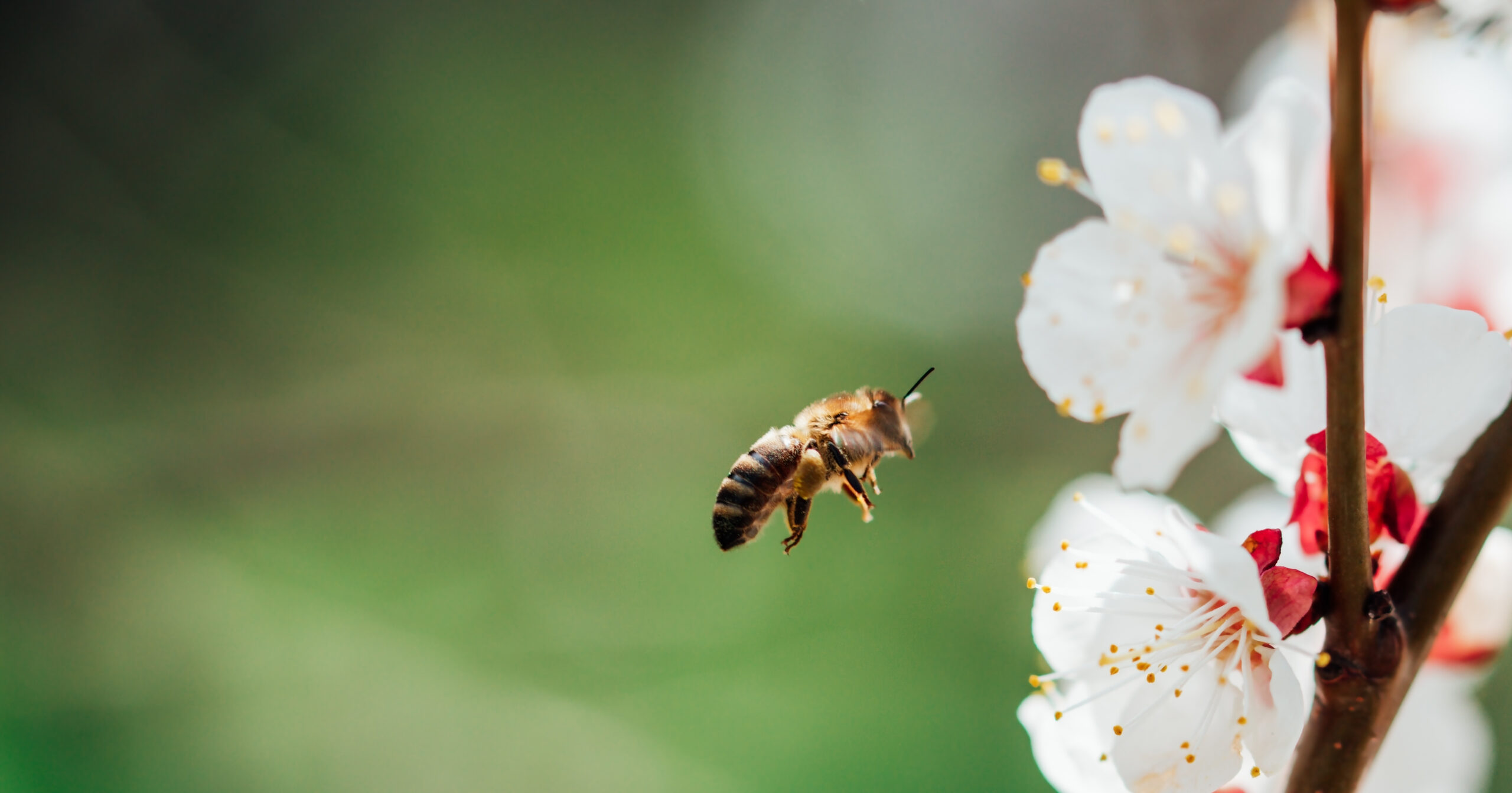 Bienchen summ herum!