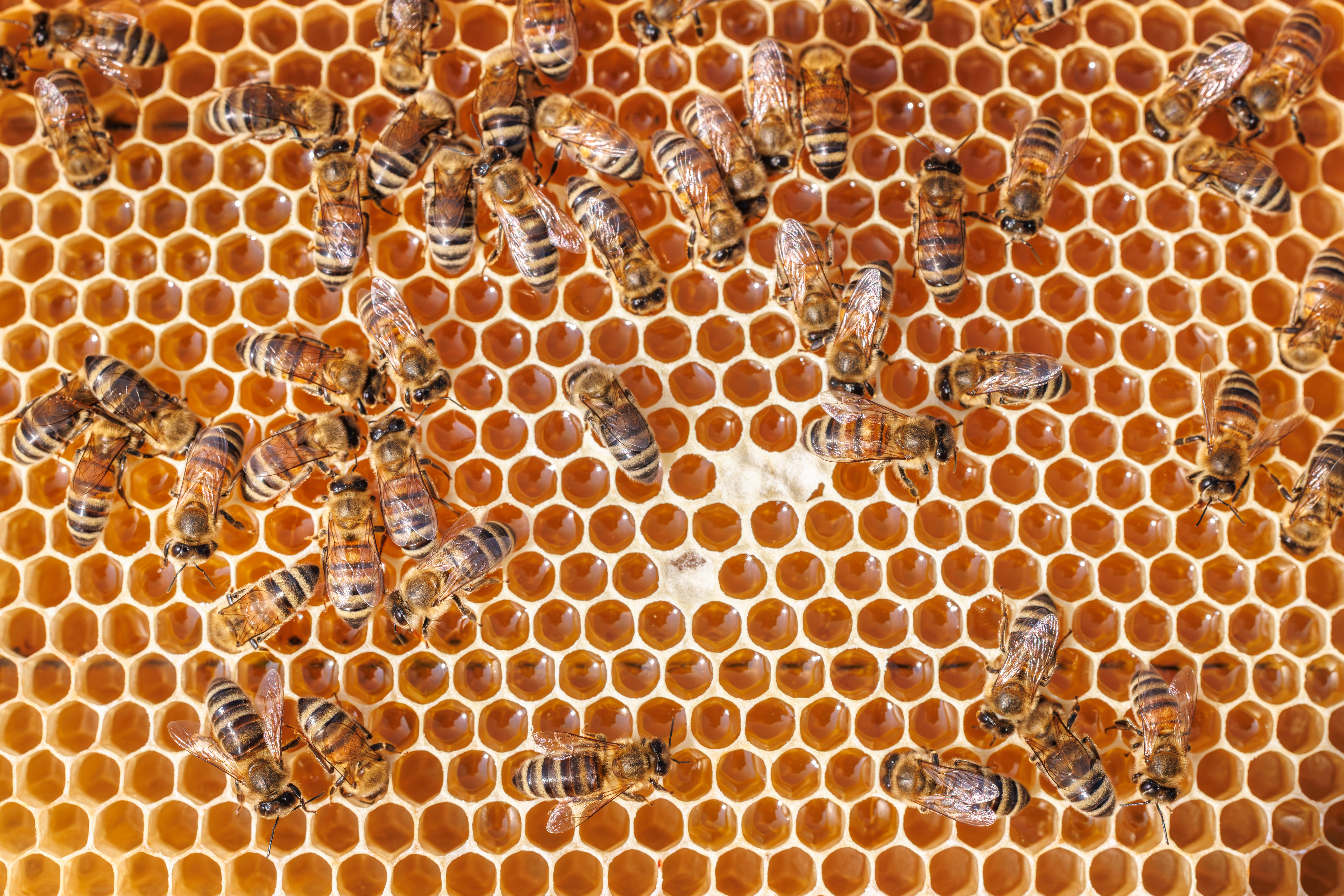 Bunte Bienenwelt!