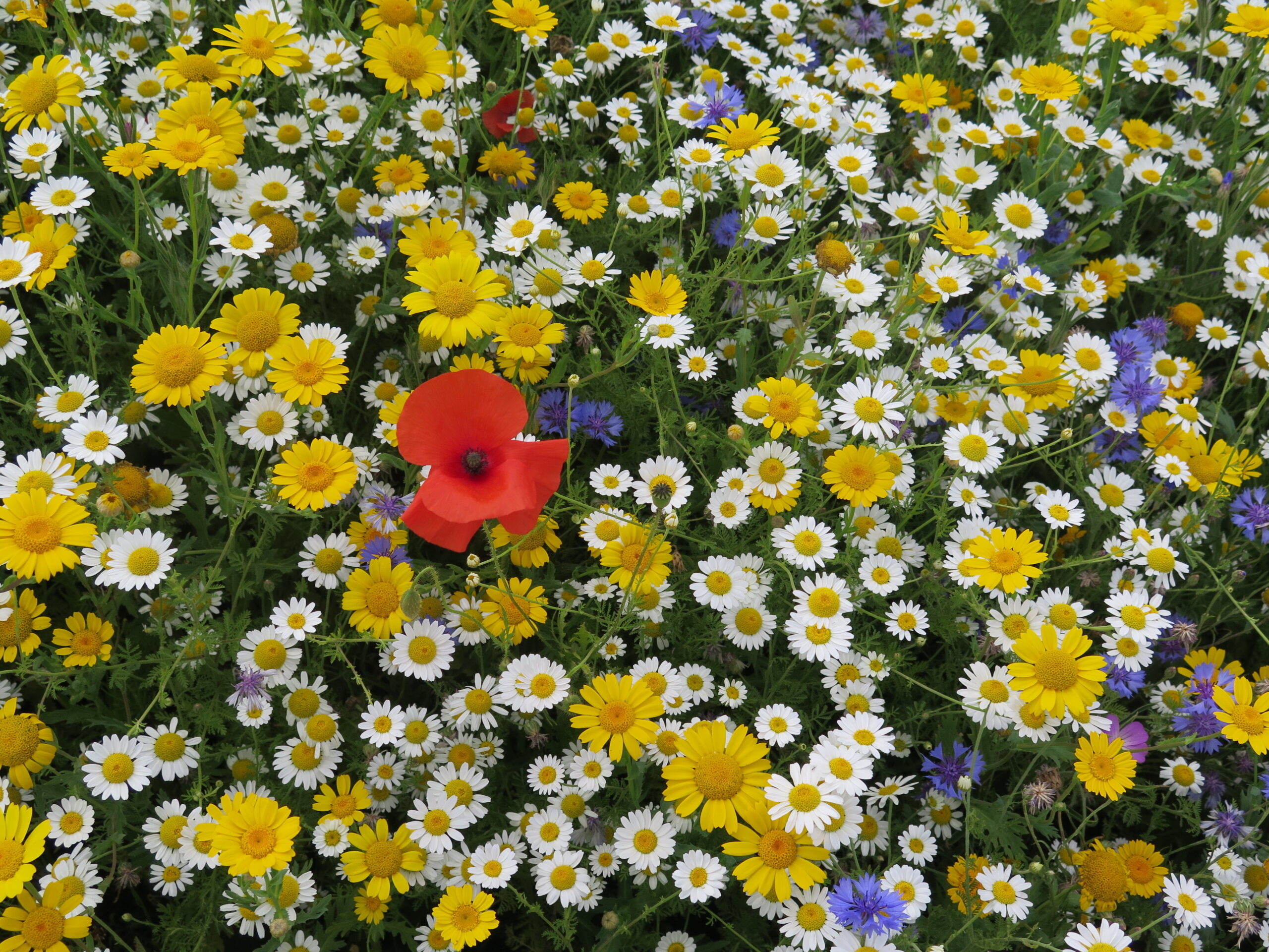 So viele Blumen