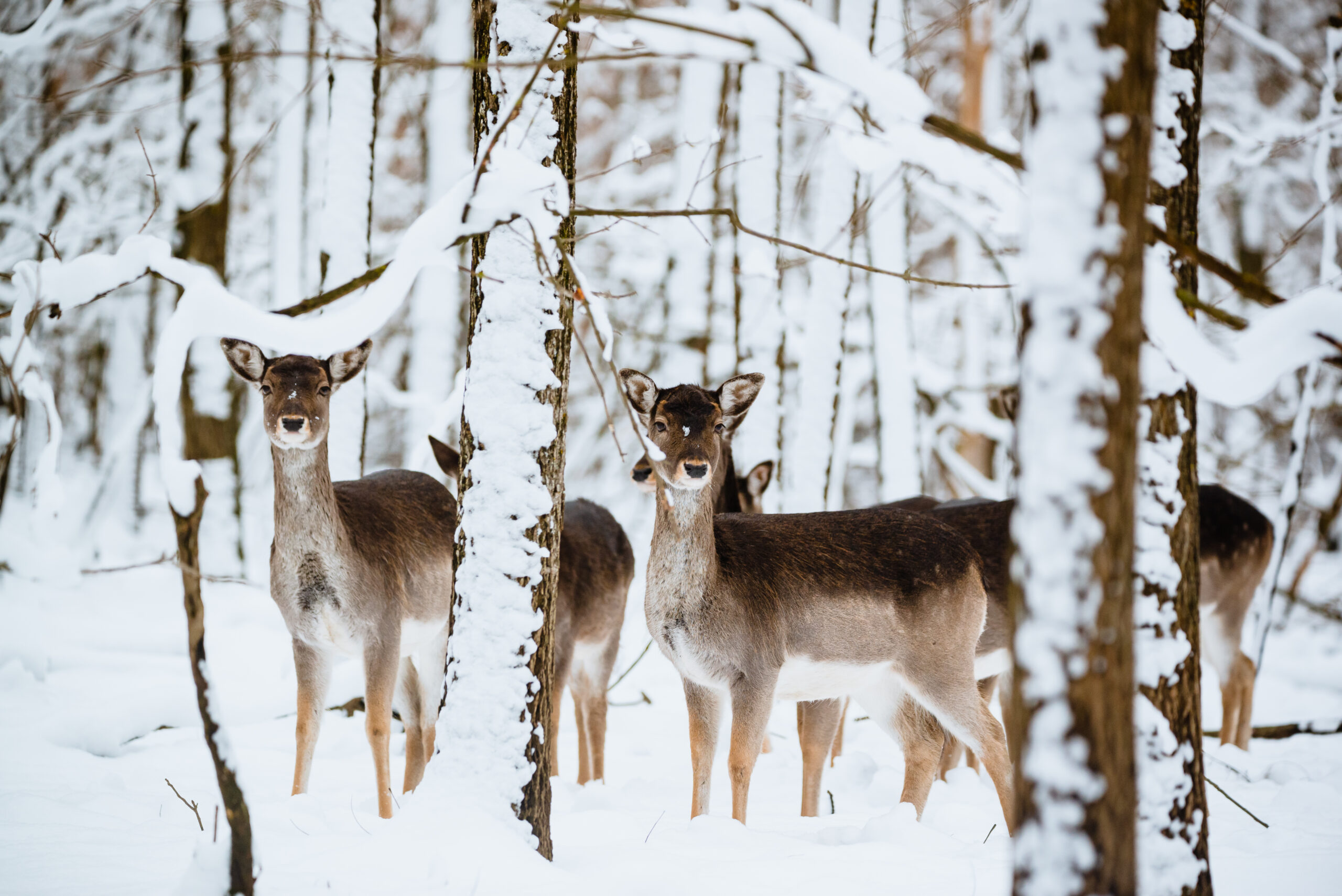 Winterliche Einschleicher