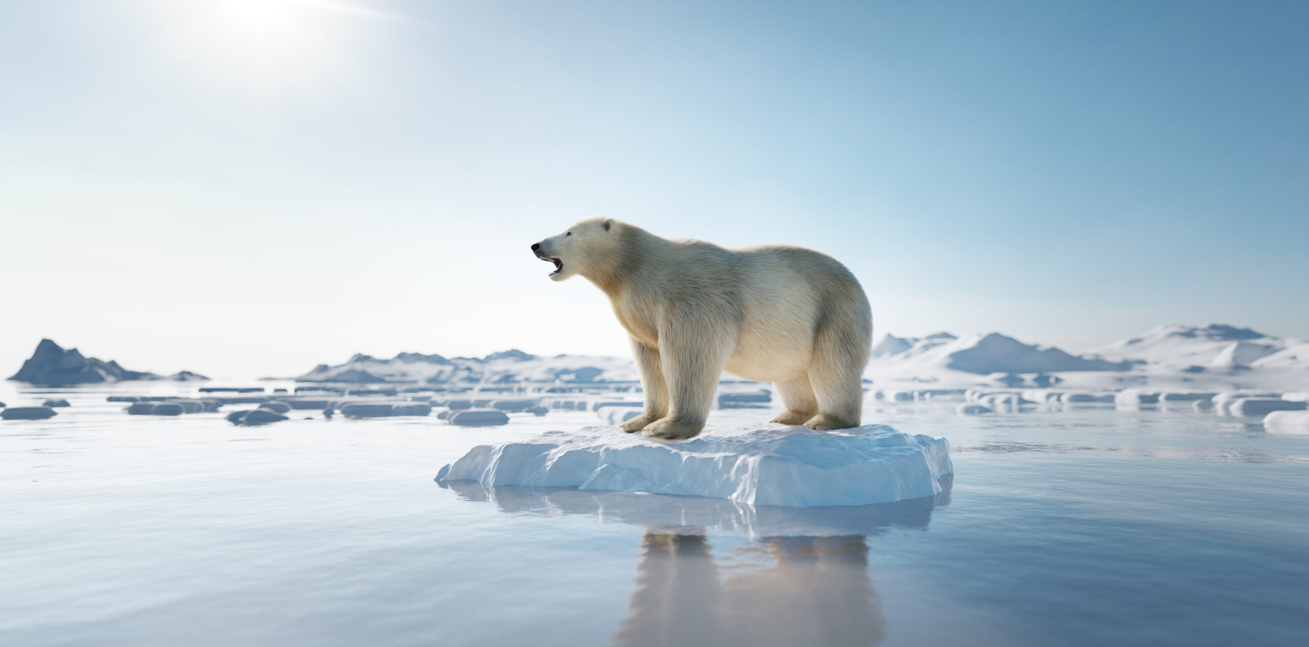 Die Eisbären sind in Gefahr